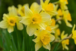 frühling_wild-daffodils-7106921_1280