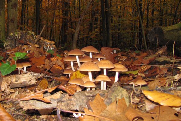 Bild vergrößern: Pilze im Wald