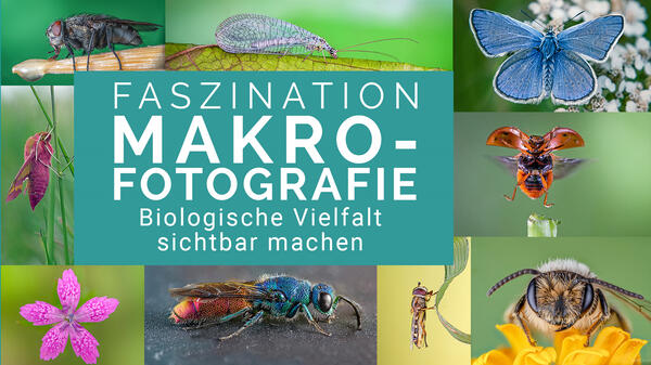Bild vergrößern: Faszination Makrofotografie - biologische Vielfalt sichtbar machen