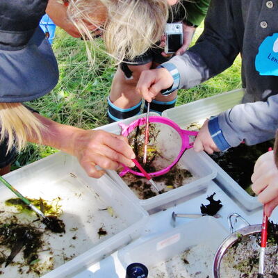 Bild vergrößern: Kinder untersuchen Organismen aus dem Rhein