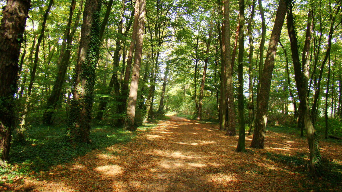 Otterbachbruch Wanderweg