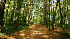 Otterbachbruch Wanderweg