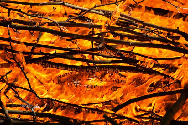 Bild vergr&ouml;&szlig;ern: Feuer