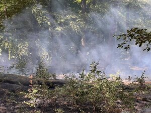 Das Foto zeigt ein Foto im Wald. Die Luft ist stark verraucht.